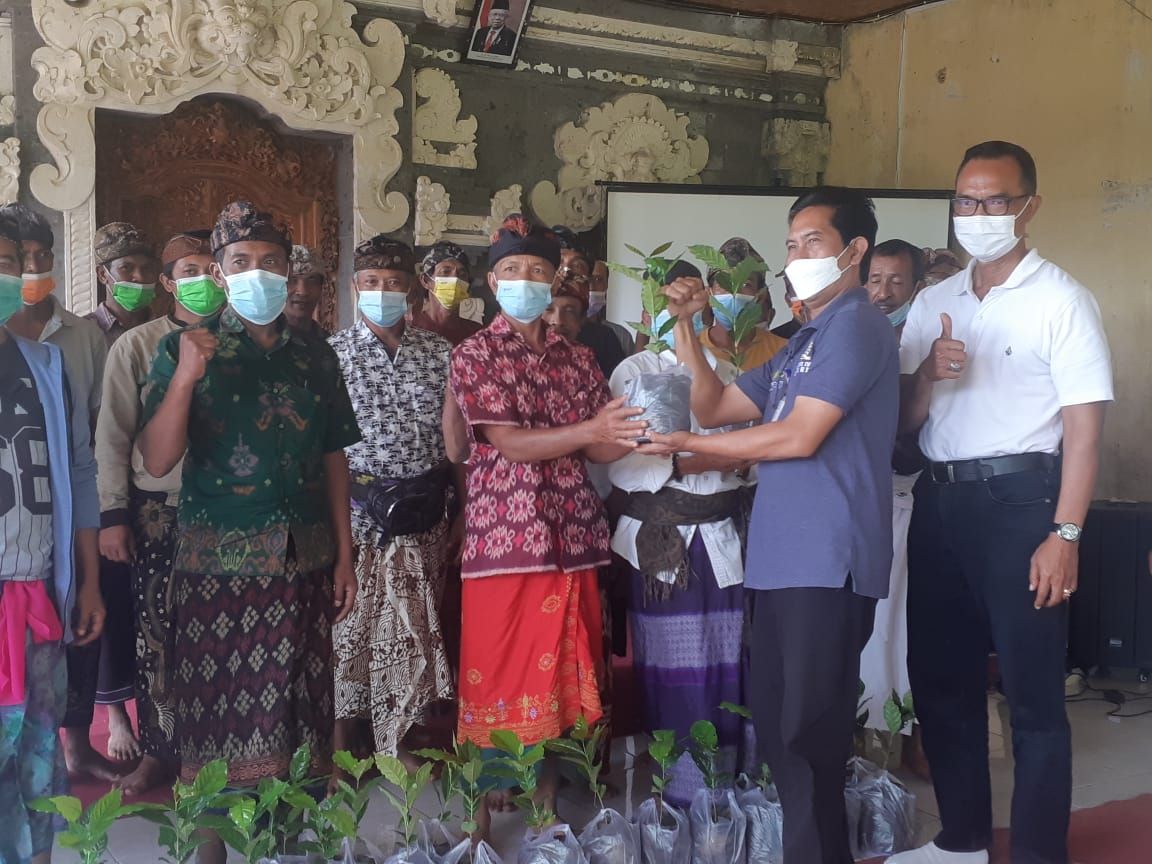 podiumnews.com-Badung Terima Bantuan 10 Ribu Bibit Kopi Arabika Kopyol